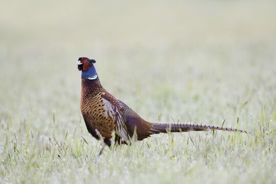 Hunting pheasant (Phasianus colchicus), cock in a meadow, North Rhine-Westphalia, Germany