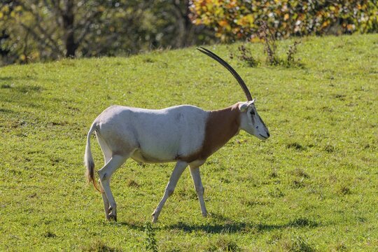 An adult male Scimitar Oryx, Oryx dammah, runs across a green meadow on a sunny day