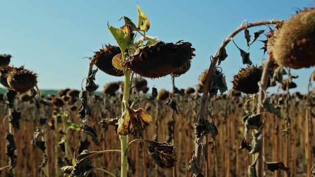A detailed close-up shot shows ripe, dried sunflower heads filled with seeds in an agricultural field under bright sunlight before harvest.
