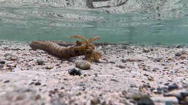 Underwater view Snake sea cucumber Synapta maculata with alien like tentacles in crystal clear ocean water on Coral Coast, Fiji, South Pacific