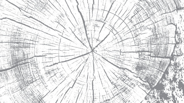 Monochrome wood texture with detailed growth rings and cracked surface Abstract tree trunk section with rough radial cracks and growth rings
