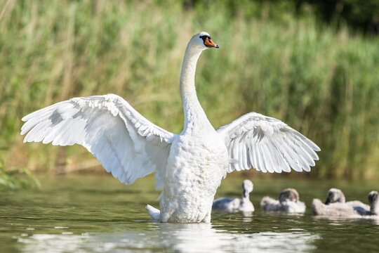 Mute swan (cygnus olor) spreads wings, Rhine, Canton Zurich, Switzerland