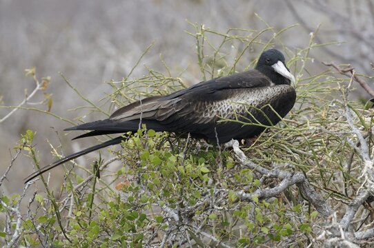Great Frigatebird (Fregata minor), on its nest, Seymour Norte Island, Galapagos Islands, Ecuador, South America