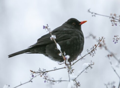 Blackbird (Turdus merula), male sitting in a shrub in winter, Germany