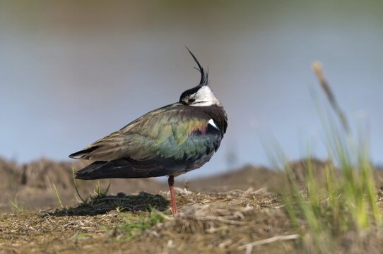 Lapwing, vanellus vanellus, birds, charadriiformes, limikolen, plovers, birds, waders, waders