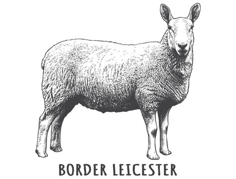 Vintage Engraved Border Leicester Sheep. Classical Hand Drawn Upright Ear Livestock Graphic for Farm Market Branding, Wool Labels, and Pedigree Prints.