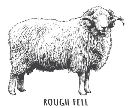 Vintage Engraved Rough Fell Horned Sheep. Classical Hand Drawn Livestock Vector for Farm Branding, Butcher Posters, and Agricultural Print Layouts.