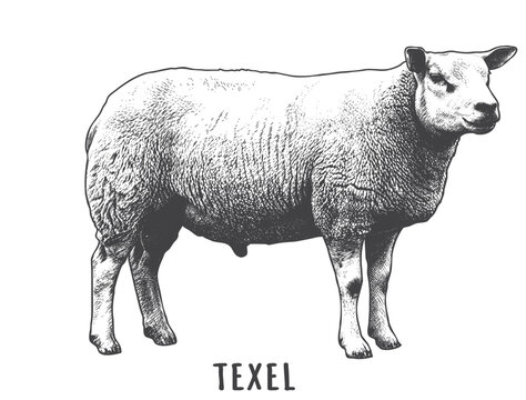 Vintage Engraved Texel Sheep Illustration. Classical Hand Drawn Meat Breed Art for Butcher Shop Branding, Farm Labels, and Agriculture Graphics.