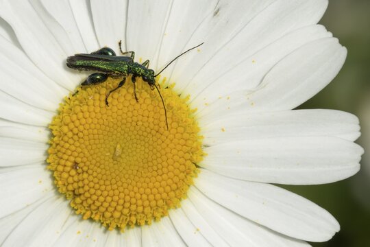 Thick-legged flower beetle (Oedemera nobilis) adult insect on a white Oxeye daisy flower, Suffolk, England, United Kingdom
