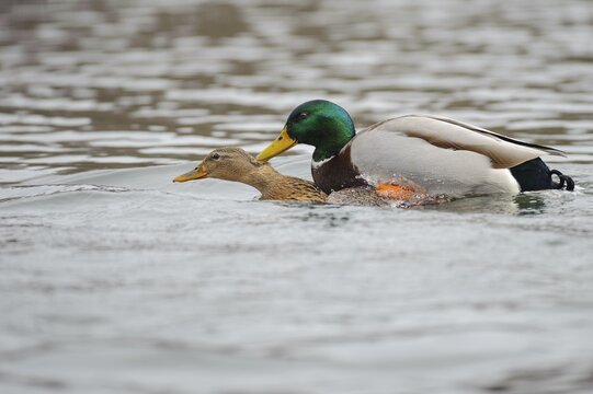 Mallards ( Anas platyrhynchos) , pair of animals mating on a lake, Lower Saxony, Germany