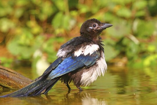 European magpie (Pica pica ), Young bird bathes in shallow water, Germany