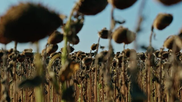 A detailed close-up shot shows ripe, dried sunflower heads filled with seeds in an agricultural field under bright sunlight before harvest.