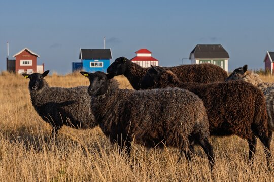 Historic colorful beach huts with sheep at Vesterstrand in Aeroeskoebing