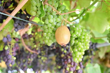 Kiwi fruits hang from tree branch in organic garden. Tropical food grows on vine plants at farm field. © pedro