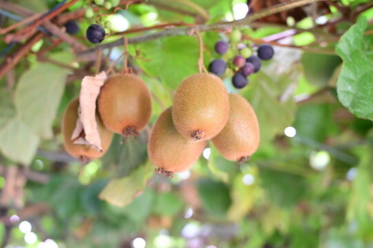 Kiwi fruits hang from tree branch in organic garden. Tropical food grows on vine plants at farm field.