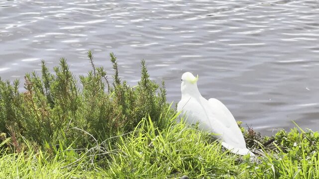 A sulphur-crested cockatoo feeding on grass and ragwort near the Maribyrnong River, Frogs Hollow Park, Melbourne, Victoria, Australia.