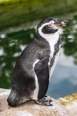 Obraz premium Full-body shot of a black and white penguin standing on a rock