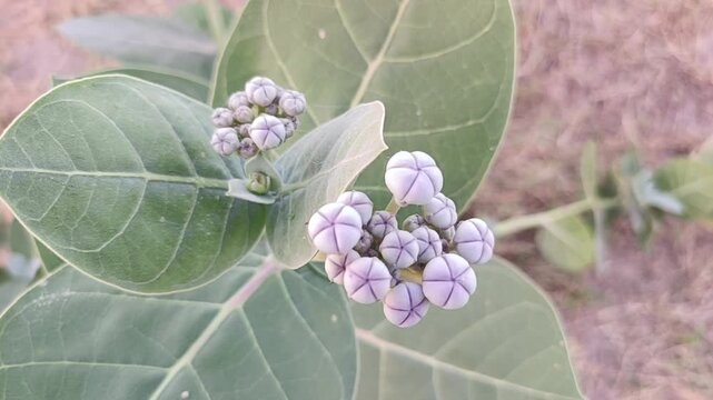 Close-up of Wild Calotropis Gigantea Flower Buds