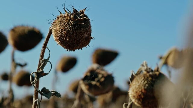 A low-angle close-up shot of mature, dried sunflower heads filled with seeds against a clear blue sky on a bright sunny day before harvest.