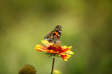 Painted Lady Butterfly on Orange Blanket Flower © NgoVan