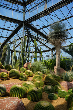 Desert cactus and succulent collection inside a glass greenhouse