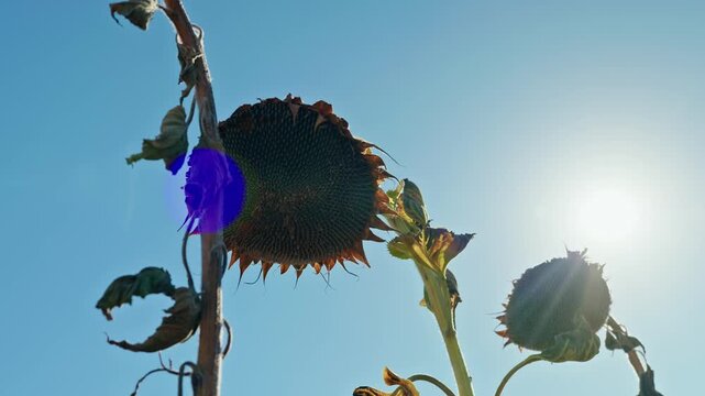 A low-angle close-up shot of mature, dried sunflower heads filled with seeds against a clear blue sky on a bright sunny day before harvest.