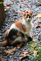 Alert calico cat sitting on gravel among fallen leaves in a park © NgoVan
