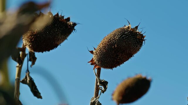 A low-angle close-up shot of mature, dried sunflower heads filled with seeds against a clear blue sky on a bright sunny day before harvest.