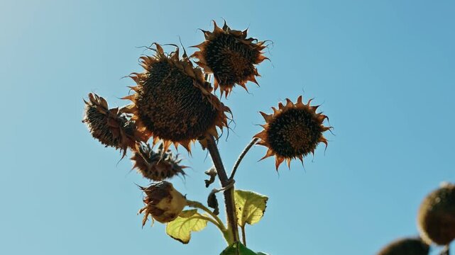 A low-angle close-up shot of mature, dried sunflower heads filled with seeds against a clear blue sky on a bright sunny day before harvest.
