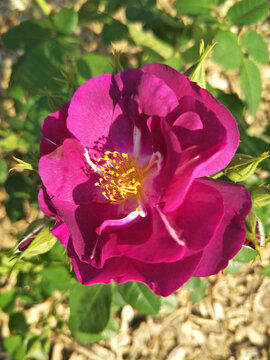 Deep Pink Rose Blooming in Sunlight