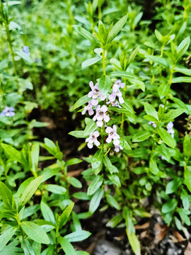 Delicate Purple Flowers Among Green Foliage