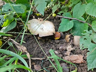 mushrooms in the forest © Ovidiu