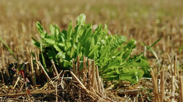 A green weed grows among dry cereal stubble on an agricultural field in bright daylight, captured in a low-angle close-up shot.