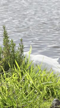 A sulphur-crested cockatoo feeding on grass and ragwort near the Maribyrnong River, Frogs Hollow Park, Melbourne, Victoria, Australia.