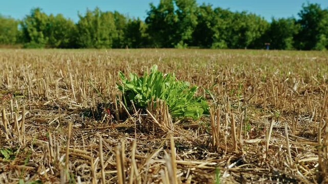 A green weed grows among dry cereal stubble on an agricultural field in bright daylight, captured in a low-angle close-up shot.