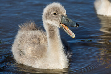 Young mute swan cygnet only a few weeks old calling with its bill open while swimming on a lake, surrounded by soft gray down feathers. © Serhii