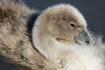 Tiny mute swan cygnet only a few weeks old resting among its soft gray down feathers on calm water, captured in warm natural light. © Serhii