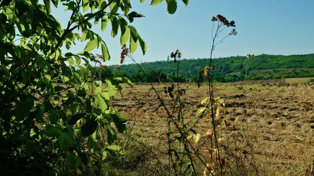 A scenic view through green foliage reveals a plowed agricultural field and rolling forested hills under a bright clear sky.