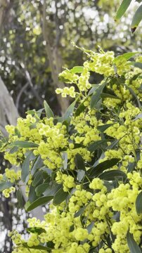 Beautiful, lush yellow wattle (acacia) flowers swaying in the wind, along the walking footpath at Frogs Hollow Park, Maribyrnong River, Melbourne, Victoria, Australia