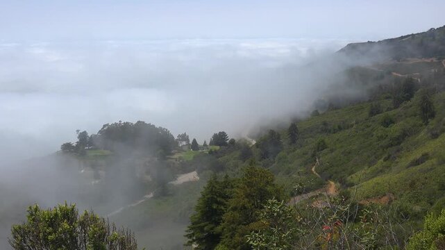 Dense rolling fog moves across lush green coastal mountain slopes.