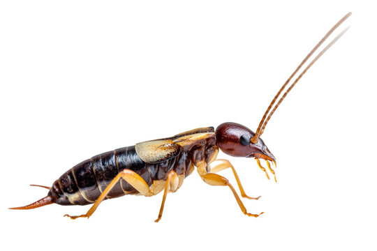 Detailed termite insect isolated in side profile