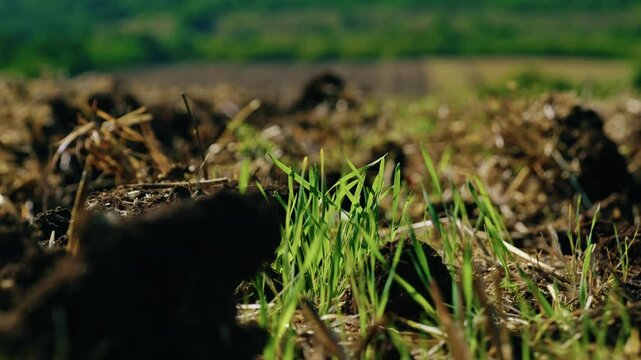 Ground-level close-up shot of freshly tilled soil with crop stubble and green shoots on an agricultural field in bright daylight.