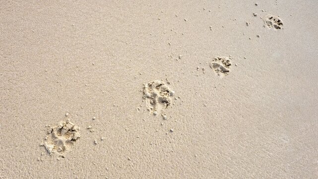 Row of dog paw prints on the wet sand of a beach. Close-up of animal footprints leading diagonally across a sandy texture with copy space.