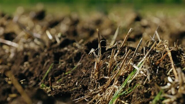 Ground-level close-up shot of freshly tilled soil with crop stubble and green shoots on an agricultural field in bright daylight.