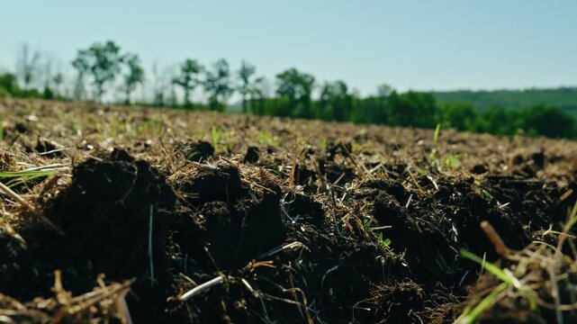 Ground-level close-up shot of freshly tilled soil with crop stubble and green shoots on an agricultural field in bright daylight.