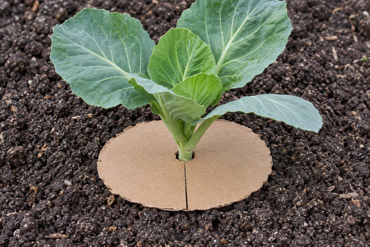 Cardboard collar around a young cabbage plant at soil level