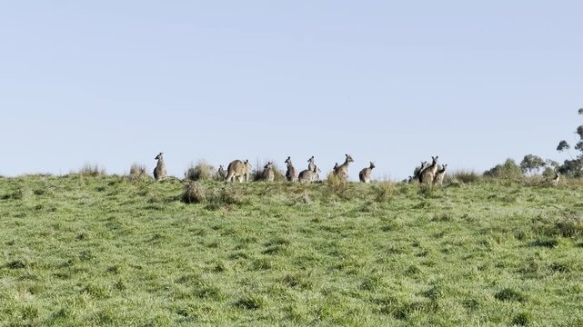 A mob of kangaroos rests on a hill in Plenty Gorge Park, near the Morang Wetlands &mdash; a wonderful spot to see kangaroos near Melbourne, Victoria, Australia.