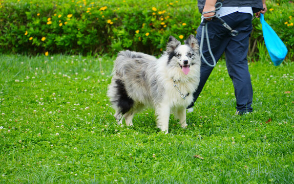 Border Collie with Owner Walking in Park