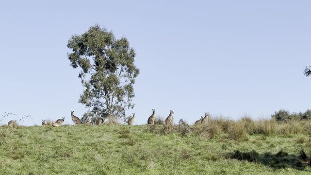 A mob of kangaroos rests on a hill in Plenty Gorge Park, near the Morang Wetlands &mdash; a wonderful spot to see kangaroos near Melbourne, Victoria, Australia.