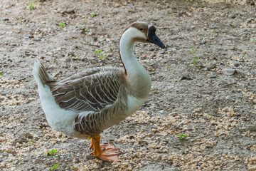 Gray and White Goose Standing on Muddy Ground Outdoors © TranNgoc